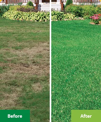 Thin, weedy front lawn before treatment, and the same lawn thick and green after one season on a Lawn Doctor program