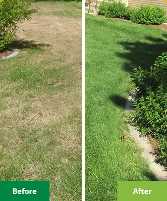 Patchy side yard before, full turf after a season of fertilization and weed control