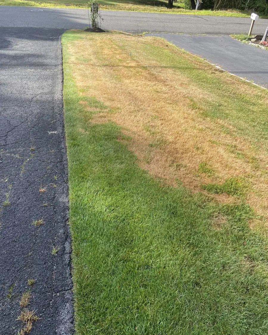 Drought-stressed, browned-out strip of lawn along a driveway before Hydra-Guard